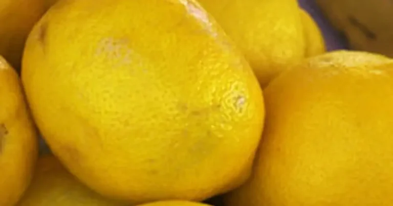 Foto da receita de Creme de limão-siciliano para tartelete