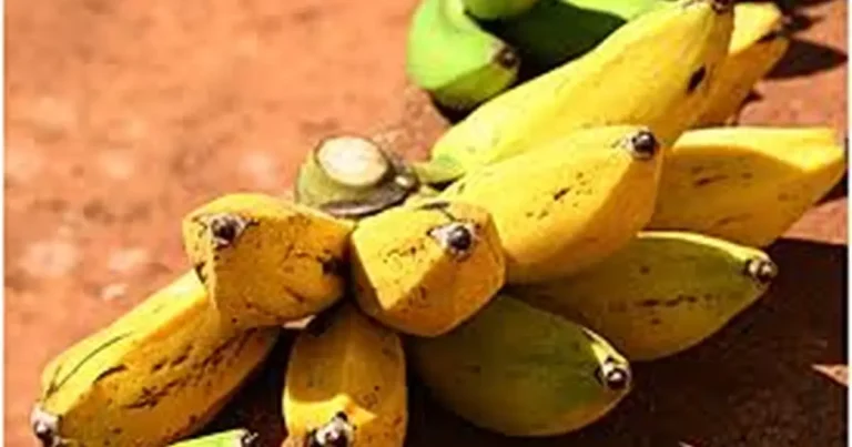 Foto da receita de Torta de Banana Simples